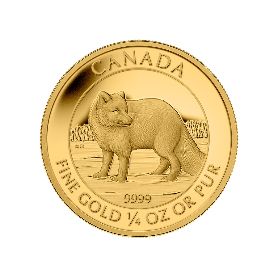 Canadian Gold Arctic Fox