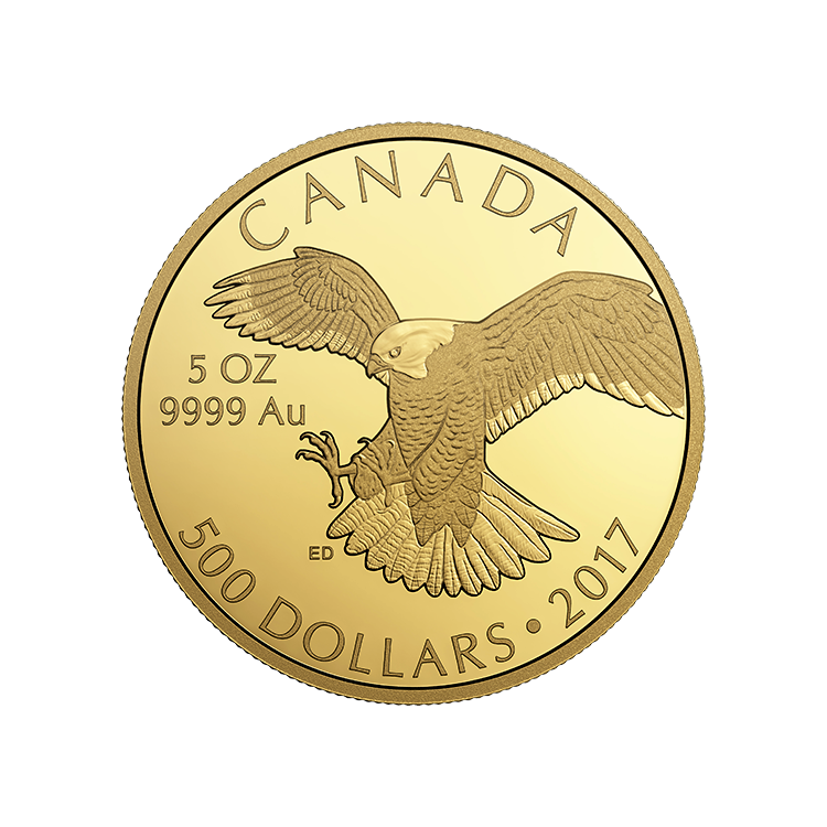 Canadian Gold Peregrine Falcon
