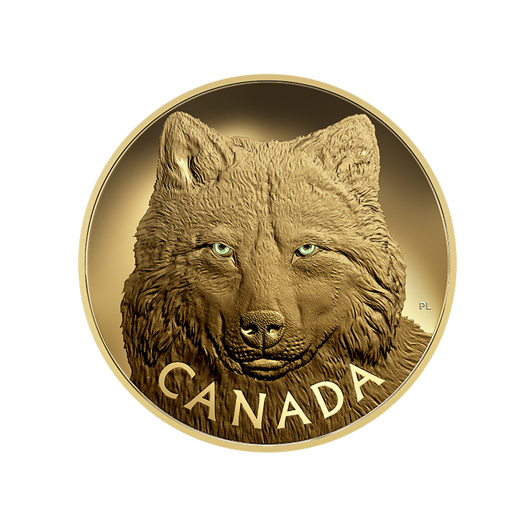 Canadian Gold Timber Wolf
